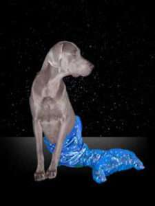 Dog - Pisces photo of a dog representing the star sign Pisces