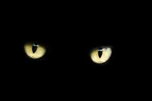 yellow eyes of a black cat