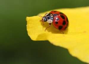 ladybug, ladybird