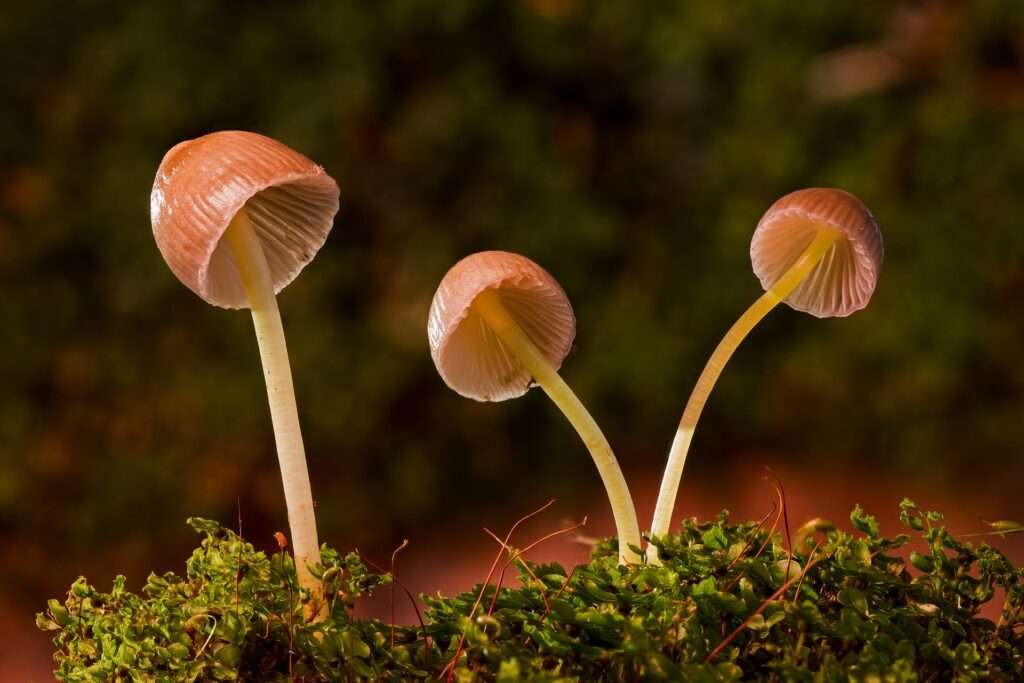 mushrooms, Virgo