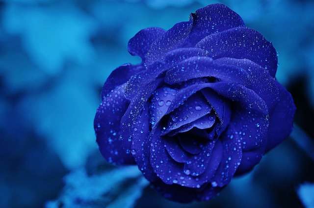 blue rose, Cancer horoscope