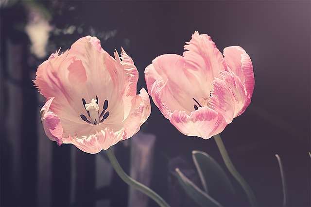 tulips, Gemini horoscope